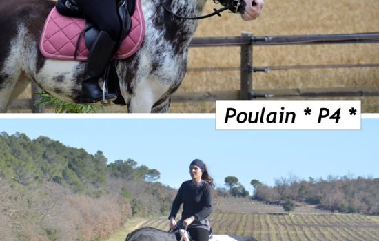 Marina DELVIL - Haras La Colombiere - Elevage Pur Sang Arabe et Demi-Sang Arabe - Ka Noon Rej + Kalmia Black Fame - Poulain 2026