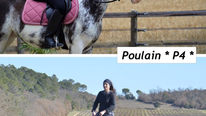 Marina DELVIL - Haras La Colombiere - Elevage Pur Sang Arabe et Demi-Sang Arabe - Ka Noon Rej + Kalmia Black Fame - Poulain 2026