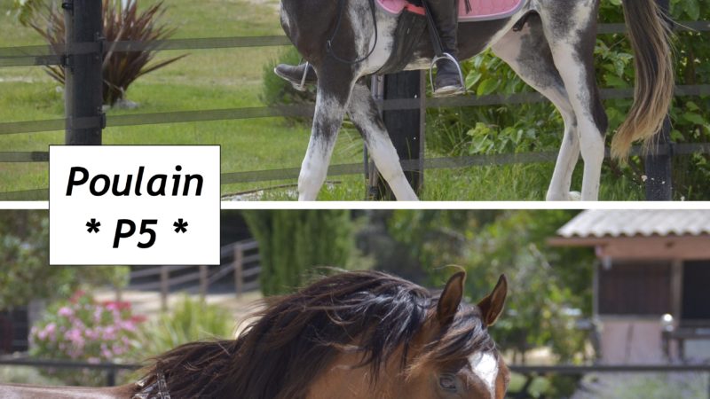 Marina DELVIL - Haras La Colombiere - Elevage Pur Sang Arabe et Demi-Sang Arabe - Psygnature Al Manzah + Nothing Else Matters - Poulain 2026