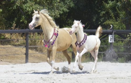 PALOMA Colombiere - Haras La Colombiere - Marina DELVIL - Pouliche DSA Demi-Sang Arabe 72% Pie Crème - 102