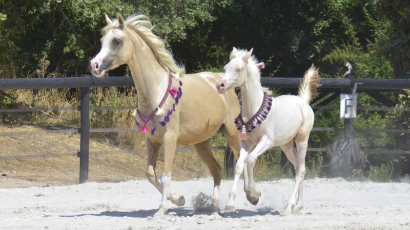 PALOMA Colombiere - Haras La Colombiere - Marina DELVIL - Pouliche DSA Demi-Sang Arabe 72% Pie Crème - 102