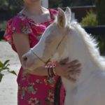 PALOMA Colombiere - Haras La Colombiere - Marina DELVIL - Pouliche DSA Demi-Sang Arabe 72% Pie Crème à vendre -1