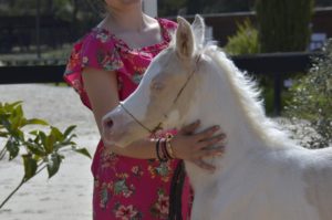 PALOMA Colombiere - Haras La Colombiere - Marina DELVIL - Pouliche DSA Demi-Sang Arabe 72% Pie Crème à vendre -1