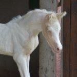 PALOMA Colombiere - Haras La Colombiere - Marina DELVIL - Pouliche DSA Demi-Sang Arabe 72% Pie Crème à vendre - 10
