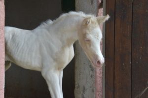 PALOMA Colombiere - Haras La Colombiere - Marina DELVIL - Pouliche DSA Demi-Sang Arabe 72% Pie Crème à vendre - 10