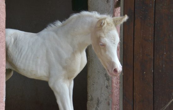PALOMA Colombiere - Haras La Colombiere - Marina DELVIL - Pouliche DSA Demi-Sang Arabe 72% Pie Crème à vendre - 10