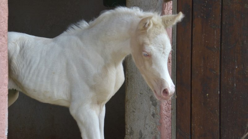 PALOMA Colombiere - Haras La Colombiere - Marina DELVIL - Pouliche DSA Demi-Sang Arabe 72% Pie Crème à vendre - 10