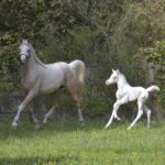 PALOMA Colombiere - Haras La Colombiere - Marina DELVIL - Pouliche DSA Demi-Sang Arabe 72% Pie Crème à vendre - 12
