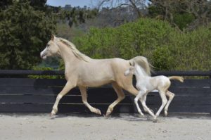 PALOMA Colombiere - Haras La Colombiere - Marina DELVIL - Pouliche DSA Demi-Sang Arabe 72% Pie Crème à vendre - 2