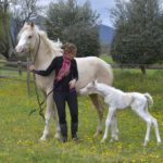 PALOMA Colombiere - Haras La Colombiere - Marina DELVIL - Pouliche DSA Demi-Sang Arabe 72% Pie Crème à vendre - 6