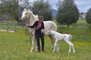 PALOMA Colombiere - Haras La Colombiere - Marina DELVIL - Pouliche DSA Demi-Sang Arabe 72% Pie Crème à vendre - 6