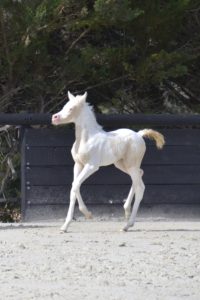 PALOMA Colombiere - Haras La Colombiere - Marina DELVIL - Pouliche DSA Demi-Sang Arabe 72% Pie Crème à vendre - 8