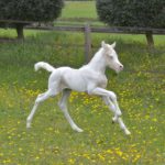 PALOMA Colombiere - Haras La Colombiere - Marina DELVIL - Pouliche DSA Demi-Sang Arabe 72% Pie Crème à vendre - 9