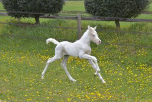PALOMA Colombiere - Haras La Colombiere - Marina DELVIL - Pouliche DSA Demi-Sang Arabe 72% Pie Crème à vendre - 9