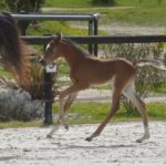 PEGAZUS Colombiere - Haras La Colombiere - Marina DELVIL - Poulain PSA Pur Sang Arabe Bai à vendre - 1