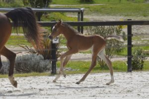 PEGAZUS Colombiere - Haras La Colombiere - Marina DELVIL - Poulain PSA Pur Sang Arabe Bai à vendre - 1