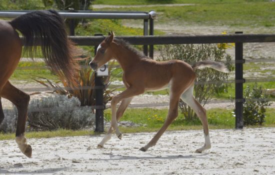 PEGAZUS Colombiere - Haras La Colombiere - Marina DELVIL - Poulain PSA Pur Sang Arabe Bai à vendre - 1