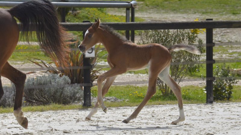 PEGAZUS Colombiere - Haras La Colombiere - Marina DELVIL - Poulain PSA Pur Sang Arabe Bai à vendre - 1