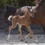 PEGAZUS Colombiere - Haras La Colombiere - Marina DELVIL - Poulain PSA Pur Sang Arabe Bai à vendre - 10