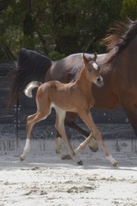 PEGAZUS Colombiere - Haras La Colombiere - Marina DELVIL - Poulain PSA Pur Sang Arabe Bai à vendre - 10