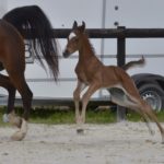PEGAZUS Colombiere - Haras La Colombiere - Marina DELVIL - Poulain PSA Pur Sang Arabe Bai à vendre - 11
