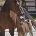 PEGAZUS Colombiere - Haras La Colombiere - Marina DELVIL - Poulain PSA Pur Sang Arabe Bai à vendre - 12