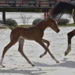 PEGAZUS Colombiere - Haras La Colombiere - Marina DELVIL - Poulain PSA Pur Sang Arabe Bai à vendre - 2