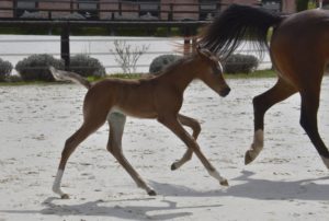 PEGAZUS Colombiere - Haras La Colombiere - Marina DELVIL - Poulain PSA Pur Sang Arabe Bai à vendre - 2