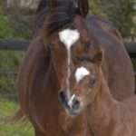 PEGAZUS Colombiere - Haras La Colombiere - Marina DELVIL - Poulain PSA Pur Sang Arabe Bai à vendre - 3
