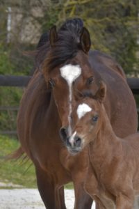 PEGAZUS Colombiere - Haras La Colombiere - Marina DELVIL - Poulain PSA Pur Sang Arabe Bai à vendre - 3