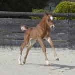 PEGAZUS Colombiere - Haras La Colombiere - Marina DELVIL - Poulain PSA Pur Sang Arabe Bai à vendre - 4