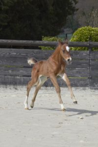 PEGAZUS Colombiere - Haras La Colombiere - Marina DELVIL - Poulain PSA Pur Sang Arabe Bai à vendre - 4