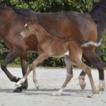 PEGAZUS Colombiere - Haras La Colombiere - Marina DELVIL - Poulain PSA Pur Sang Arabe Bai à vendre - 5