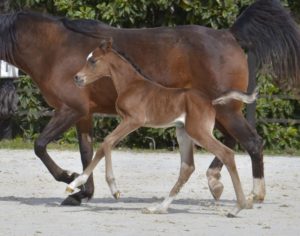 PEGAZUS Colombiere - Haras La Colombiere - Marina DELVIL - Poulain PSA Pur Sang Arabe Bai à vendre - 5