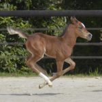 PEGAZUS Colombiere - Haras La Colombiere - Marina DELVIL - Poulain PSA Pur Sang Arabe Bai à vendre - 7