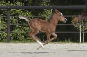 PEGAZUS Colombiere - Haras La Colombiere - Marina DELVIL - Poulain PSA Pur Sang Arabe Bai à vendre - 7