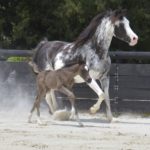 06 PHANATIK COLOMBIERE - Poulain cheval à vendre - Demi-Sang Arabe DSA 98.5% - Haras La Colombiere - Marina DELVIL