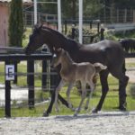 PHANTOM Colombiere - Haras La Colombiere - Marina DELVIL - Poulain PSA Pur-Sang Arabe Noir à vendre - 1