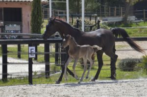 PHANTOM Colombiere - Haras La Colombiere - Marina DELVIL - Poulain PSA Pur-Sang Arabe Noir à vendre - 1