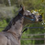 PHANTOM Colombiere - Haras La Colombiere - Marina DELVIL - Poulain PSA Pur-Sang Arabe Noir à vendre - 2