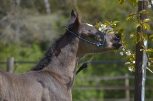 PHANTOM Colombiere - Haras La Colombiere - Marina DELVIL - Poulain PSA Pur-Sang Arabe Noir à vendre - 2