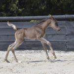 PHANTOM Colombiere - Haras La Colombiere - Marina DELVIL - Poulain PSA Pur-Sang Arabe Noir à vendre - 3