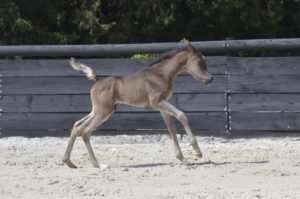 PHANTOM Colombiere - Haras La Colombiere - Marina DELVIL - Poulain PSA Pur-Sang Arabe Noir à vendre - 3