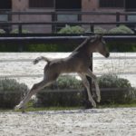 PHANTOM Colombiere - Haras La Colombiere - Marina DELVIL - Poulain PSA Pur-Sang Arabe Noir à vendre - 7