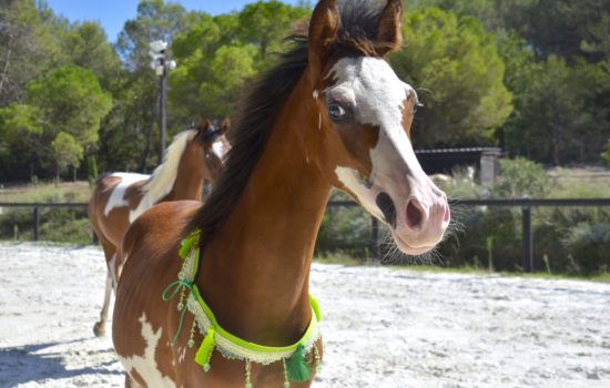 QUAPUCINE COLOMBIERE - Pouliche DSA Arabe - Marina DELVIL - ELEVAGE chevaux - Haras La Colombiere - 100