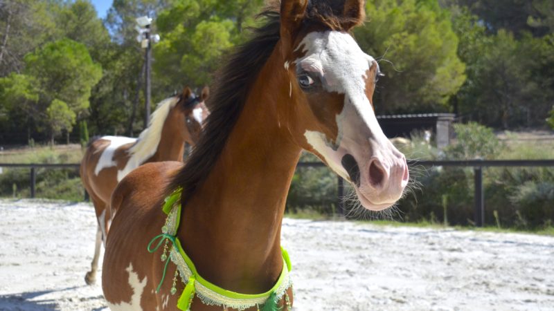 QUAPUCINE COLOMBIERE - Pouliche DSA Arabe - Marina DELVIL - ELEVAGE chevaux - Haras La Colombiere - 100