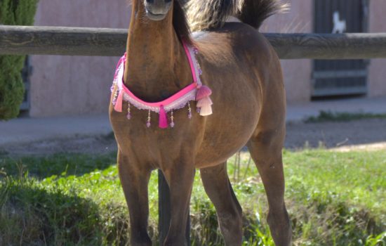 QUALYSSA - Pouliche PSA Pur-Sang Arabe noire - Marina DELVIL - Cheval Jument Arabe - Haras La Colombiere - 200