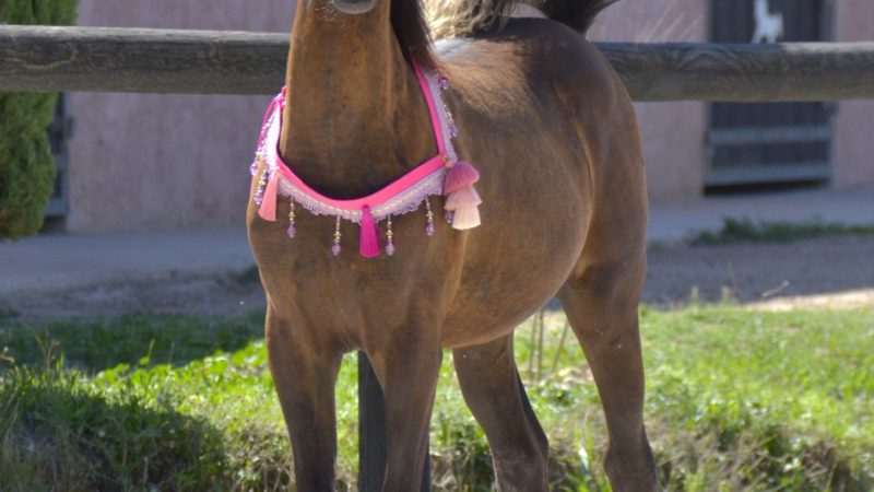 QUALYSSA - Pouliche PSA Pur-Sang Arabe noire - Marina DELVIL - Cheval Jument Arabe - Haras La Colombiere - 200