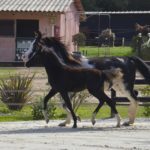 OKINAWA COLOMBIERE - Pouliche Jument Arabe DSA - Noire Homozygote - Haras La Colombiere - 10