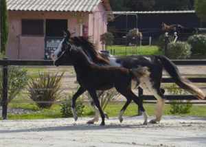 OKINAWA COLOMBIERE - Pouliche Jument Arabe DSA - Noire Homozygote - Haras La Colombiere - 10